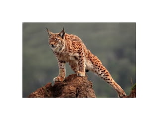 начало партизаны