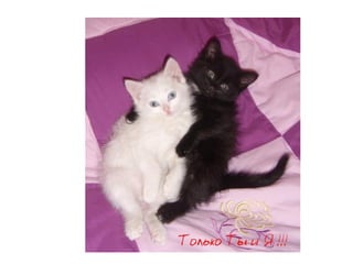 начало партизаны