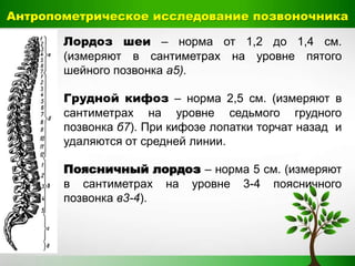 Антропометрическое исследование позвоночника
Лордоз шеи – норма от 1,2 до 1,4 см.
(измеряют в сантиметрах на уровне пятого
шейного позвонка а5).
Грудной кифоз – норма 2,5 см. (измеряют в
сантиметрах на уровне седьмого грудного
позвонка б7). При кифозе лопатки торчат назад и
удаляются от средней линии.
Поясничный лордоз – норма 5 см. (измеряют
в сантиметрах на уровне 3-4 поясничного
позвонка в3-4).
 