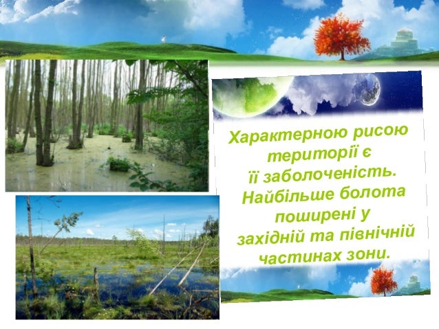 Мішані ліси