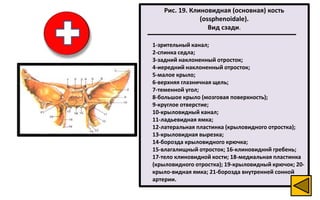 кости черепа ч. I | PPT