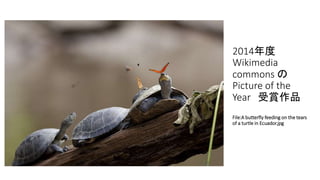 2014年度
Wikimedia
commons の
Picture of the
Year 受賞作品
File:A butterfly feeding on the tears
of a turtle in Ecuador.jpg
 