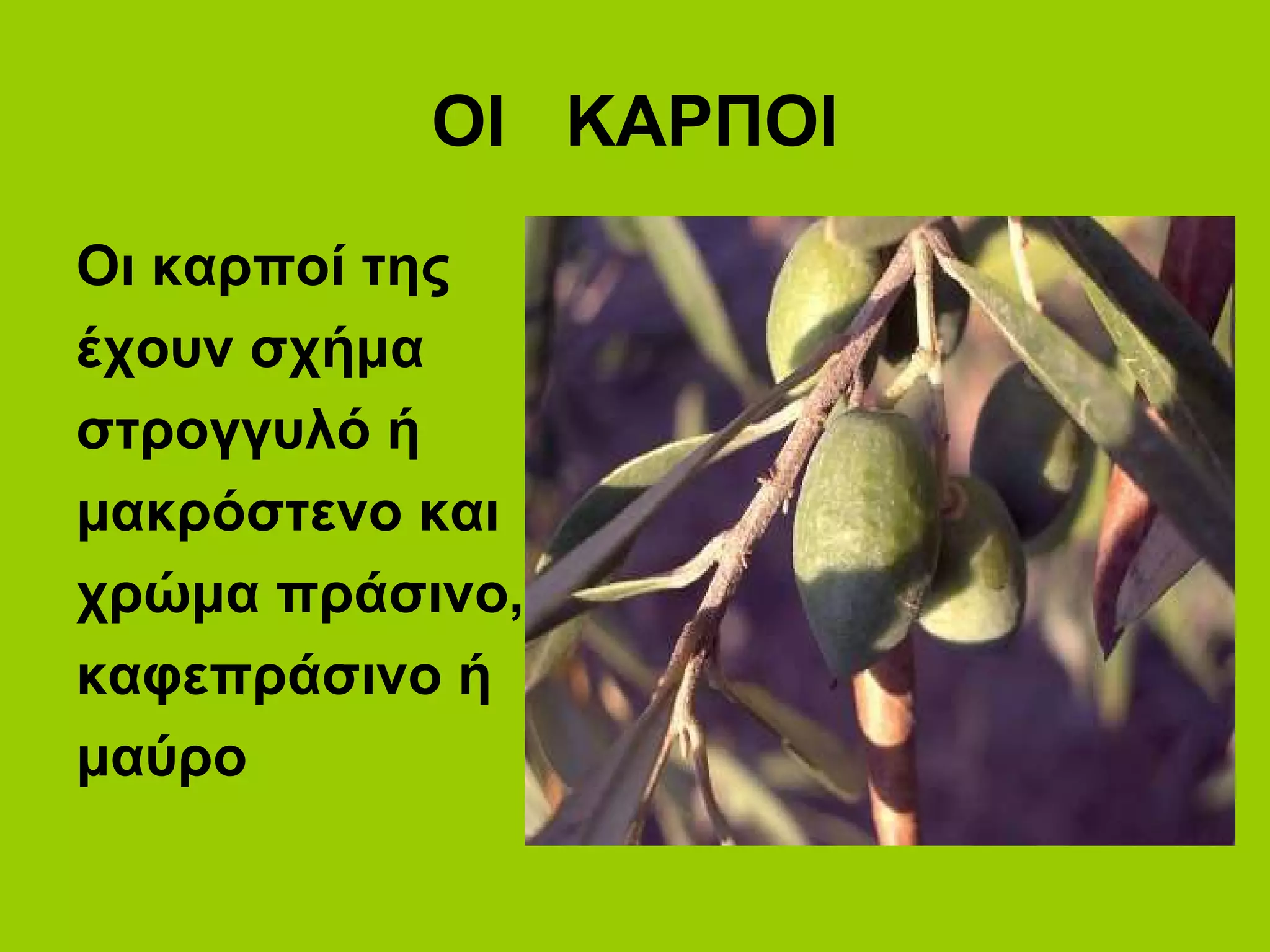 ΟΙ ΚΑΡΠΟΙ
Οι καρποί της
έχουν σχήμα
στρογγυλό ή
μακρόστενο και
χρώμα πράσινο,
καφεπράσινο ή
μαύρο
 