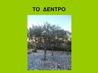 ΤΟ ΔΕΝΤΡΟ
 