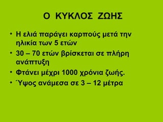 Ο ΚΥΚΛΟΣ ΖΩΗΣ
• Η ελιά παράγει καρπούς μετά την
ηλικία των 5 ετών
• 30 – 70 ετών βρίσκεται σε πλήρη
ανάπτυξη
• Φτάνει μέχρι 1000 χρόνια ζωής.
• Ύψος ανάμεσα σε 3 – 12 μέτρα
 