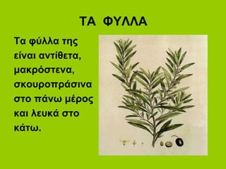 ΤΑ ΦΥΛΛΑ
Τα φύλλα της
είναι αντίθετα,
μακρόστενα,
σκουροπράσινα
στο πάνω μέρος
και λευκά στο
κάτω.
 