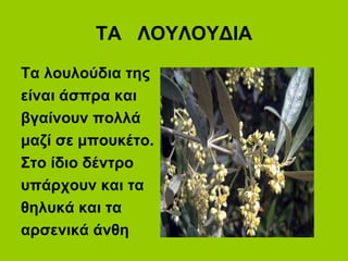 ΤΑ ΛΟΥΛΟΥΔΙΑ
Τα λουλούδια της
είναι άσπρα και
βγαίνουν πολλά
μαζί σε μπουκέτο.
Στο ίδιο δέντρο
υπάρχουν και τα
θηλυκά και τα
αρσενικά άνθη
 