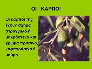 ΟΙ ΚΑΡΠΟΙ
Οι καρποί της
έχουν σχήμα
στρογγυλό ή
μακρόστενο και
χρώμα πράσινο,
καφεπράσινο ή
μαύρο
 