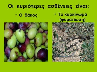 Οι κυριότερες ασθένειες είναι:
• Ο δάκος • Το καρκίνωμα
(φυματίωση)
 