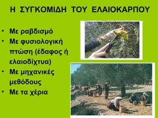 Η ΣΥΓΚΟΜΙΔΗ ΤΟΥ ΕΛΑΙΟΚΑΡΠΟΥ
• Με ραβδισμό
• Με φυσιολογική
πτώση (έδαφος ή
ελαιοδίχτυα)
• Με μηχανικές
μεθόδους
• Με τα χέρια
 