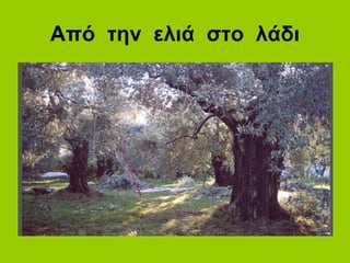 Από την ελιά στο λάδι
 