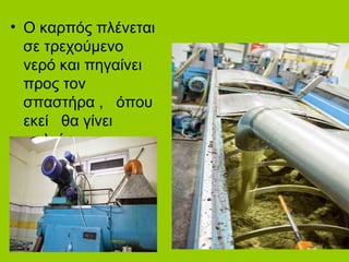 • Ο καρπός πλένεται
σε τρεχούμενο
νερό και πηγαίνει
προς τον
σπαστήρα , όπου
εκεί θα γίνει
πολτός.
 