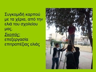 Συγκομιδή καρπού
με τα χέρια, από την
ελιά του σχολείου
μας.
Σκοπός:
επεξεργασία
επιτραπέζιας ελιάς
 