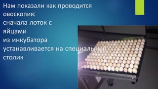Нам показали как проводится
овоскопия:
сначала лоток с
яйцами
из инкубатора
устанавливается на специальный
столик
 