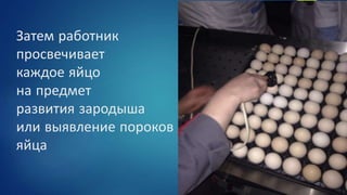 Затем работник
просвечивает
каждое яйцо
на предмет
развития зародыша
или выявление пороков
яйца
 