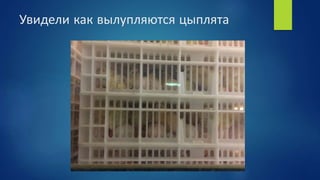 Увидели как вылупляются цыплята
 