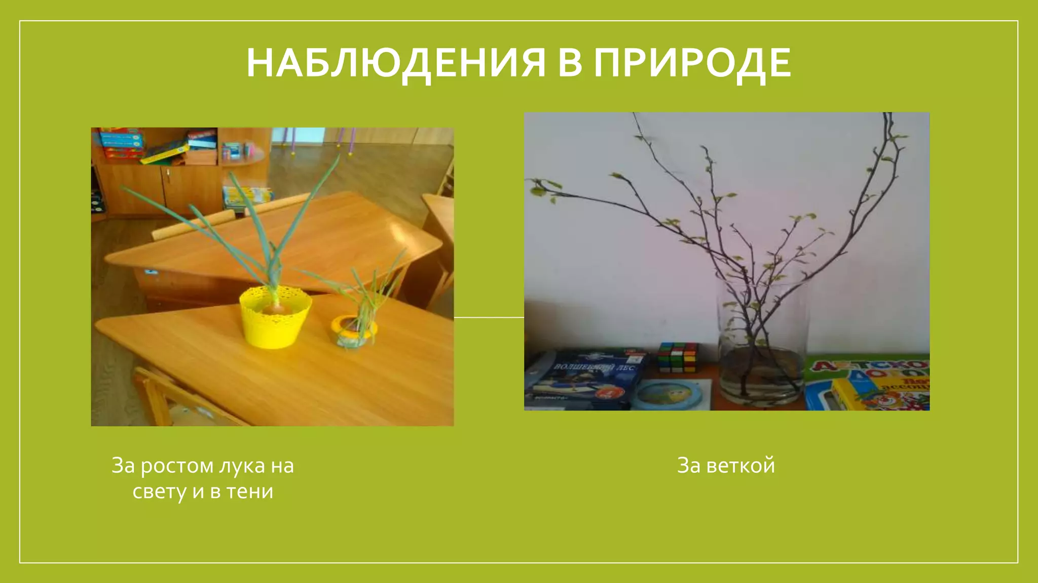 НАБЛЮДЕНИЯ В ПРИРОДЕ
За ростом лука на
свету и в тени
За веткой