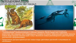 ПАЛЕОЦЕНОВАЯ ЭПОХА
ОТ 65 ДО 55 МЛН. ЛЕТ НАЗАД
• На суше начинался век млекопитающих. Появились грызуны и насекомоядные,
"планирующие" млекопитающие и ранние приматы. Были среди них и крупные
животные, как хищные, так и травоядные. В морях на смену морским рептилиям пришли
новые виды хищных костных рыб и акул. Возникли новые разновидности двустворчатых
моллюсков и фораминифер.
• Продолжали распространяться все новые виды цветковых растений и опылявших их
насекомых.
 