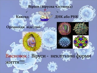 Віріон (вірусна частинка)
↙ ↘
Капсид ДНК або РНК
Органоїди відсутні
 