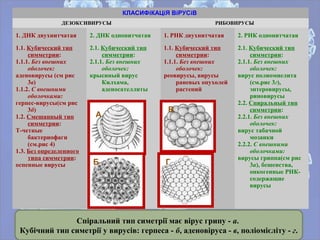 КЛАСИФіКАЦіЯ ВіРУСіВ
ДЕЗОКСИВИРУСЫ РИБОВИРУСЫ
1. ДНК двухнитчатая 2. ДНК однонитчатая 1. РНК двухнитчатая 2. РНК однонитчатая
1.1. Кубический тип
симметрии:
1.1.1. Без внешних
оболочек:
аденовирусы (см рис
3в)
1.1.2. С внешними
оболочками:
герпес-вирусы(см рис
3б)
1.2. Смешанный тип
симметрии:
Т-четные
бактериофаги
(см.рис 4)
1.3. Без определенного
типа симметрии:
оспенные вирусы
2.1. Кубический тип
симметрии:
2.1.1. Без внешних
оболочек:
крысиный вирус
Килхама,
аденосателлиты
1.1. Кубический тип
симметрии:
1.1.1. Без внешних
оболочек:
реовирусы, вирусы
раневых опухолей
растений
2.1. Кубический тип
симметрии:
2.1.1. Без внешних
оболочек:
вирус полиомиелита
(см.рис 3г),
энтеровирусы,
риновирусы
2.2. Спиральный тип
симметрии:
2.2.1. Без внешних
оболочек:
вирус табачной
мозаики
2.2.2. С внешними
оболочками:
вирусы гриппа(см рис
3а), бешенства,
онкогенные РНК-
содержащие
вирусы
Спіральний тип симетрії має вірус грипу - а.
Кубічний тип симетрії у вирусів: герпеса - б, аденовіруса - в, поліомієліту - г.
А
Б Г
В
 