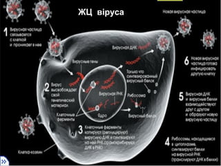 ЖЦ віруса
 