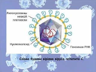 Схема будови віріона віруса гепатита С.
 