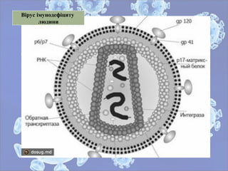Вірус імунодефіциту
людини
 