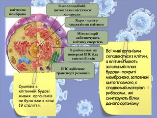 В желеподібній
цитоплазмі містяться
органели
Ядро – центр
управління клітини
Мітохондрії
забезпечують
клітину енергією
В рибосомах на
поверхні ЕПС йде
синтез білків
ЕПС здійснює
транспорт речовин
клітинна
мембрана
Сумнівів в
клітинній будові
живих організмів
не було вже в кінці
19 століття.
 