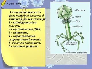  
 
 
  Схематична будова Т-
фага кишечної палички зі
змішаним типом симетрії.
1 - кубічна капсидна
головка,
2 - двухнитчаста ДНК,
3 - стрижень,
4 - спіралеподібний
скорочувальний капсид,
5- базальна пластинка,
6 - хвостові фибрили.
Р.З.№1 с.68
 