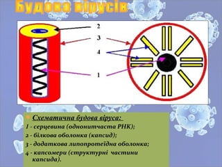 Схематична будова віруса:
1 - серцевина (однонитчаста РНК);
2 - білкова оболонка (капсид);
3 - додаткова липопротеїдна оболонка;
4 - капсомери (структурні частини
капсида).
 