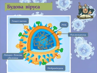 Ліпідно- білкова
оболонка
Нейраміндаза
Гемагглютин
РНК
Нуклеокапсид
 