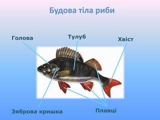 Будова тіла риби
ТулубГолова Хвіст
ПлавціЗяброва кришка
 
