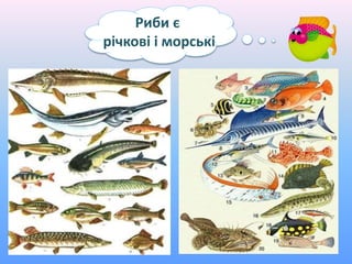 Риби є
річкові і морські
 