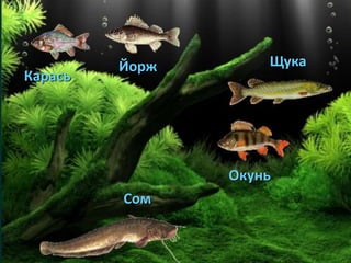 Карась
Йорж Щука
Окунь
Сом
 