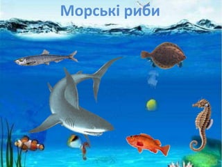 Морські риби
 