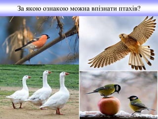 За якою ознакою можна впізнати птахів?
 