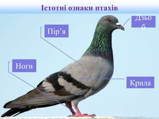 Істотні ознаки птахів
Пір’я
Крила
Дзьо
б
Ноги
 