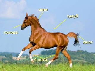 шия
тулуб
4 ноги
хвіст
голова
 