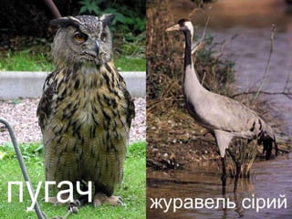 Урок "Тварини"