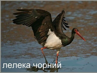 Урок "Тварини"