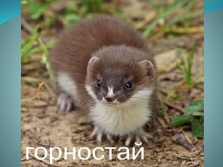 Урок "Тварини"