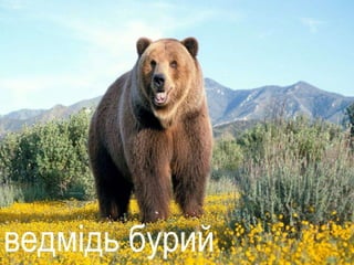 Урок "Тварини"