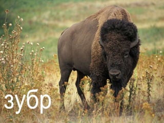 Урок "Тварини"