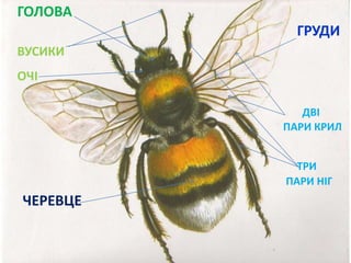 ГОЛОВА
ГРУДИ
ЧЕРЕВЦЕ
ВУСИКИ
ОЧІ
ТРИ
ПАРИ НІГ
ДВІ
ПАРИ КРИЛ
 