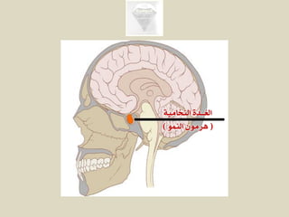 ‫النخامية‬ ‫الغــدة‬
(‫النمو‬ ‫هرمون‬)
 