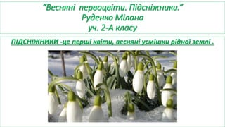 “Весняні первоцвіти. Підсніжники.”
Руденко Мілана
уч. 2-А класу
ПІДСНІЖНИКИ -це перші квіти, весняні усмішки рідної землі .
 