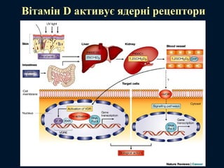 Вітамін D активує ядерні рецептори
 