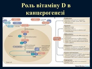 Роль вітаміну D в
канцерогенезі
 