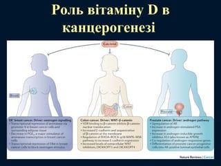 Роль вітаміну D в
канцерогенезі
 