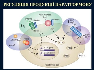 РЕГУЛЯЦІЯ ПРОДУКЦІЇ ПАРАТГОРМОНУ
 